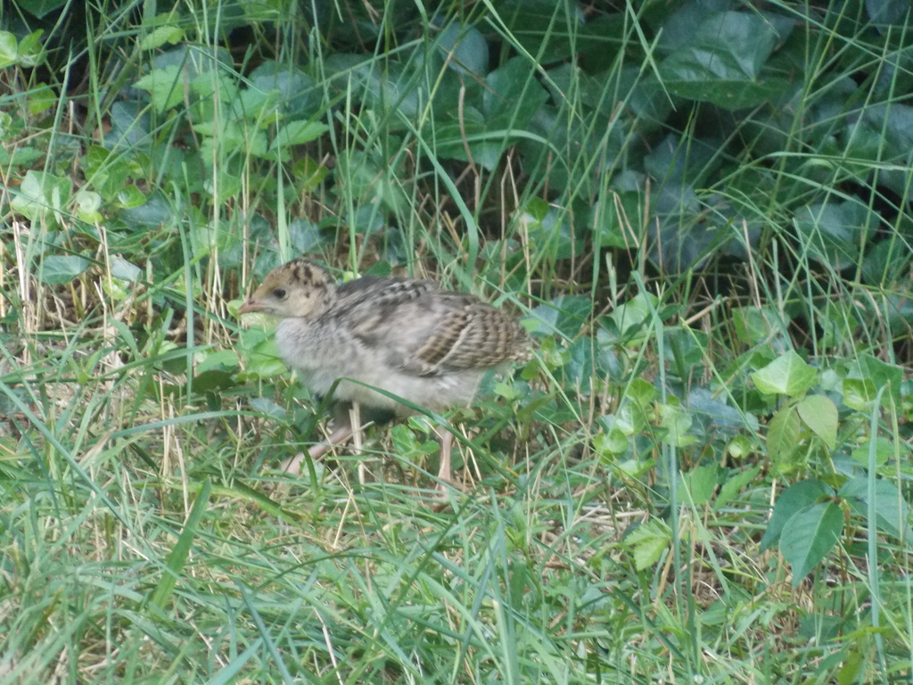 No description provided for: /2017/07-09/0714-baby-turkeys/_1/photo12.html