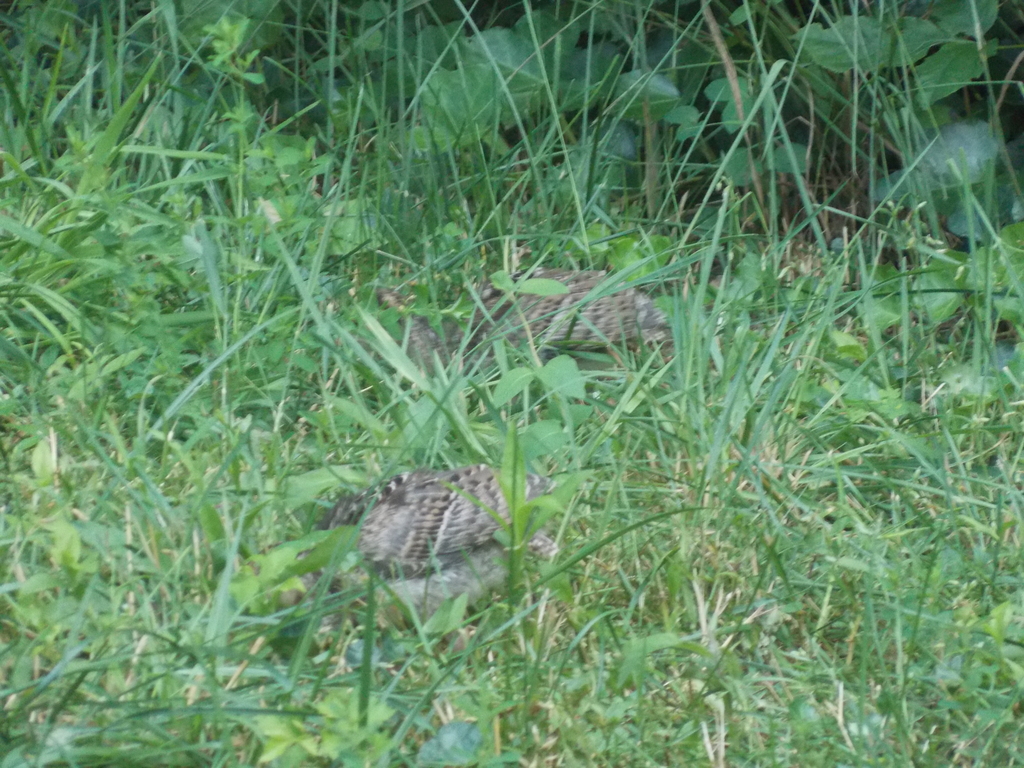 No description provided for: /2017/07-09/0714-baby-turkeys/_1/photo13.html