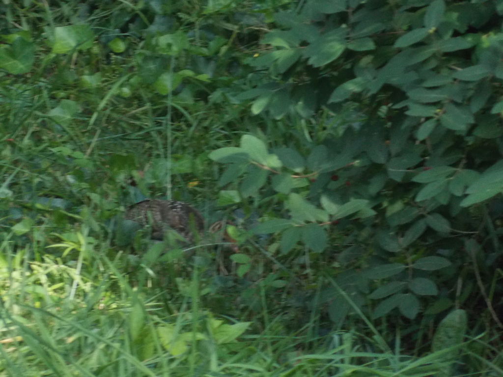 No description provided for: /2017/07-09/0714-baby-turkeys/_1/photo15.html