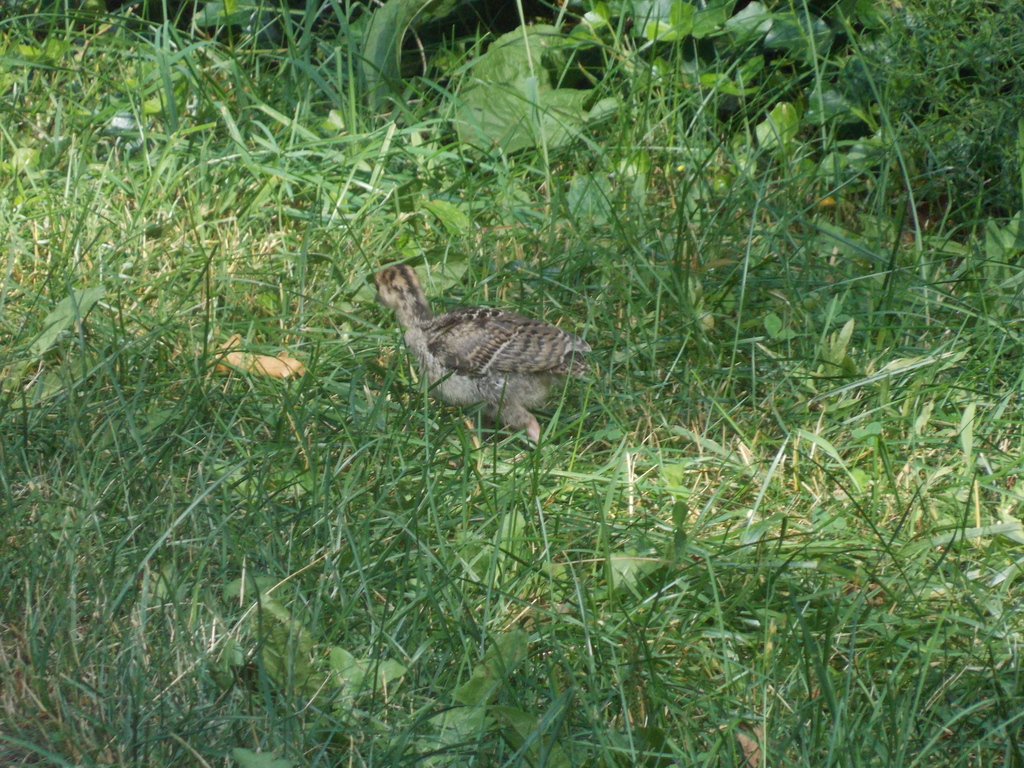 No description provided for: /2017/07-09/0714-baby-turkeys/_2/photo16.html