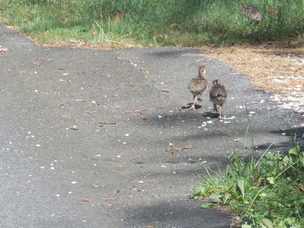 No description provided for: /2017/07-09/0714-baby-turkeys/_2/photo17.html