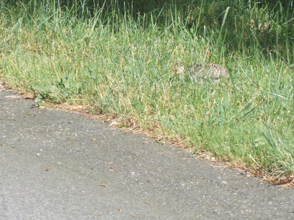 No description provided for: /2017/07-09/0714-baby-turkeys/_2/photo18.html