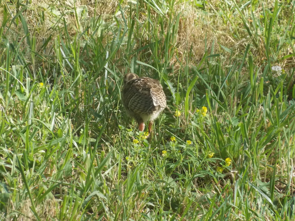 No description provided for: /2017/07-09/0714-baby-turkeys/_2/photo20.html