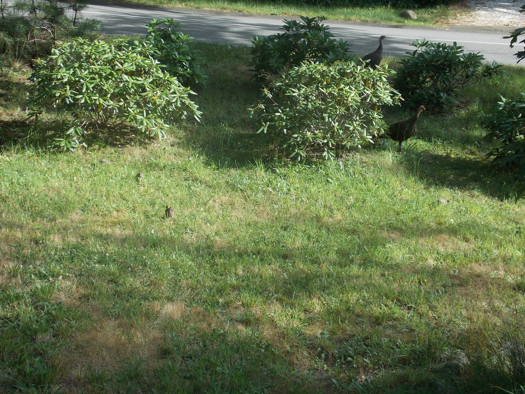 No description provided for: /2017/07-09/0714-baby-turkeys/_2/photo21.html