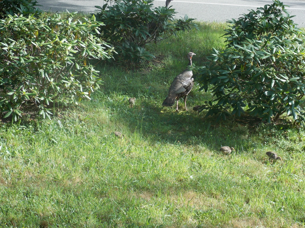 No description provided for: /2017/07-09/0714-baby-turkeys/_2/photo23.html