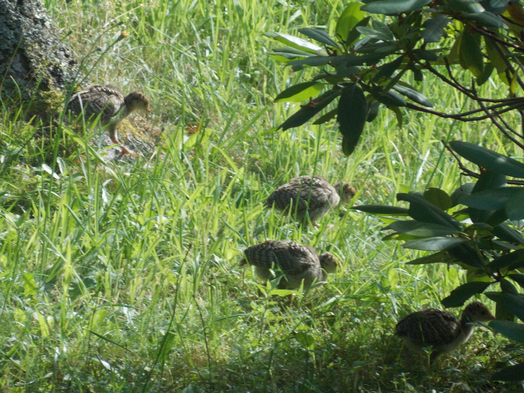 No description provided for: /2017/07-09/0714-baby-turkeys/_2/photo25.html