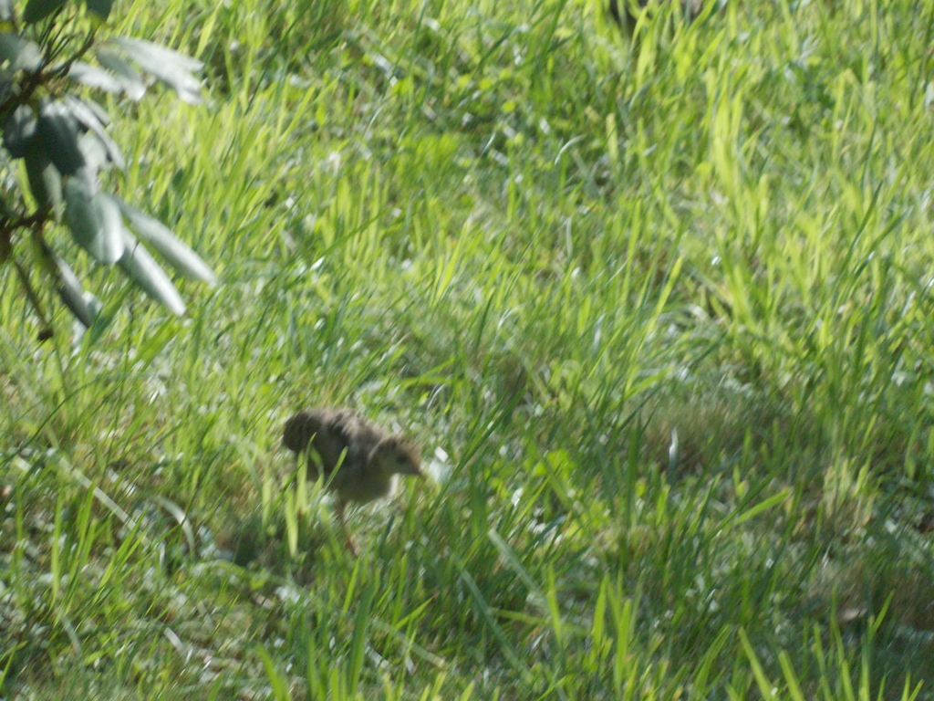 No description provided for: /2017/07-09/0714-baby-turkeys/_2/photo26.html