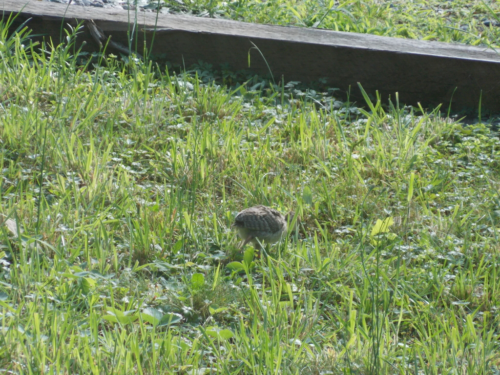 No description provided for: /2017/07-09/0714-baby-turkeys/_2/photo28.html