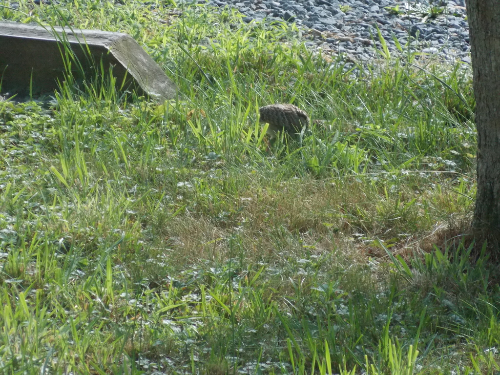 No description provided for: /2017/07-09/0714-baby-turkeys/_2/photo29.html