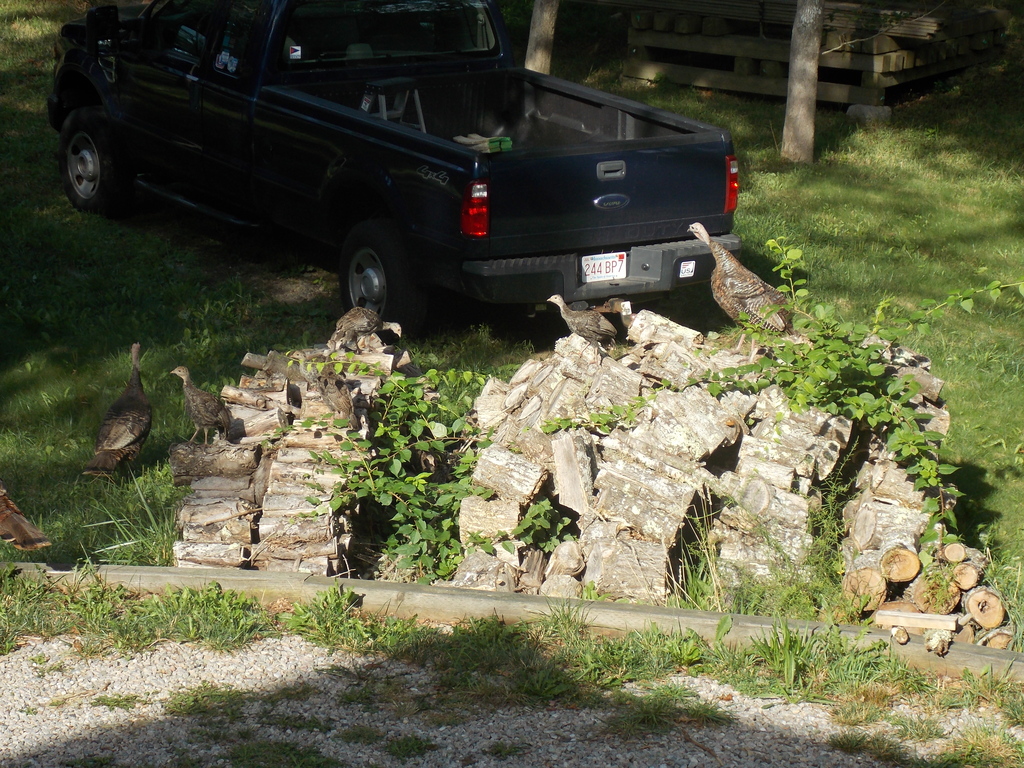 No description provided for: /2017/07-09/0817-turkeys/photo01.html