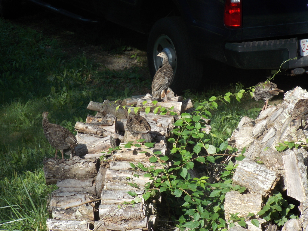 No description provided for: /2017/07-09/0817-turkeys/photo03.html