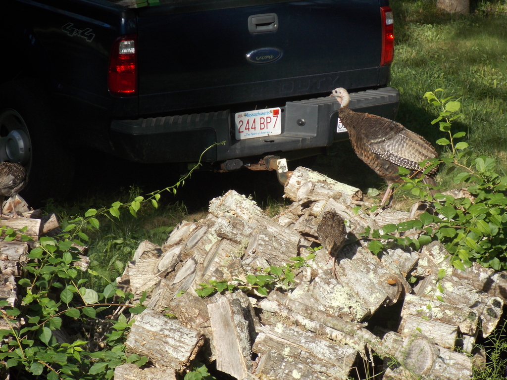 No description provided for: /2017/07-09/0817-turkeys/photo04.html