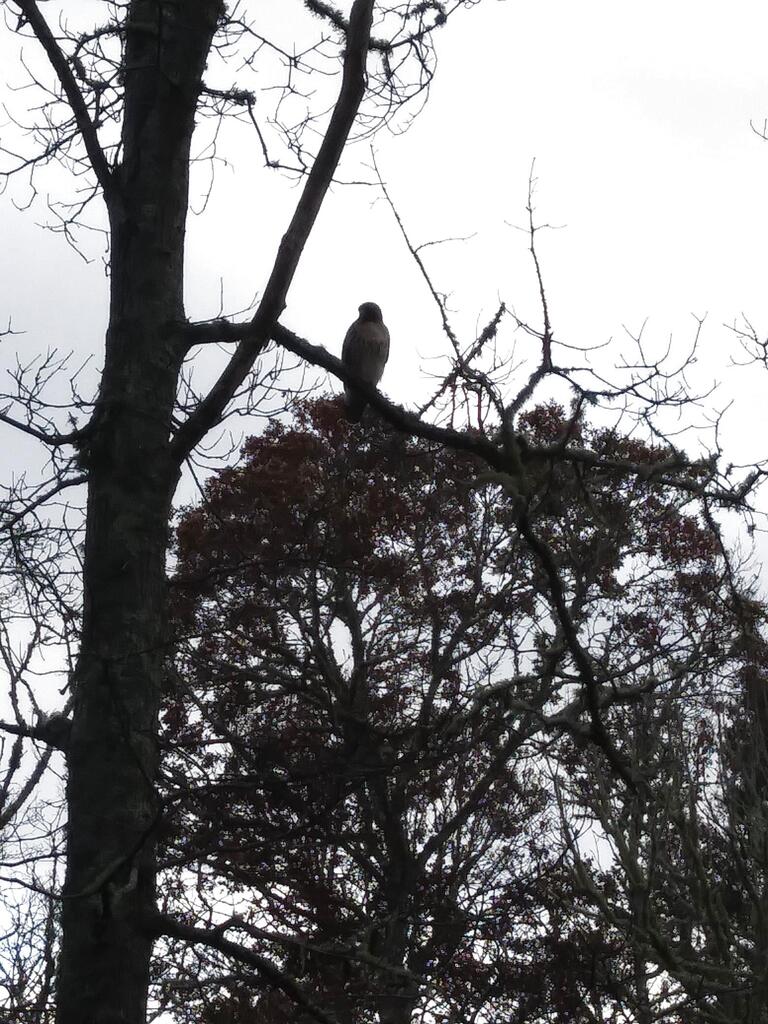 No description provided for: /2017/10-12/1204-hawk/photo01.html