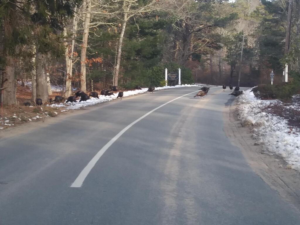 No description provided for: /2018/0119-qhc-turkeys/photo01.html