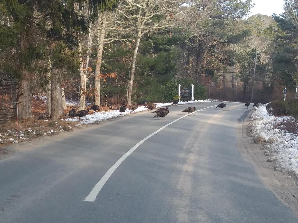 No description provided for: /2018/0119-qhc-turkeys/photo02.html