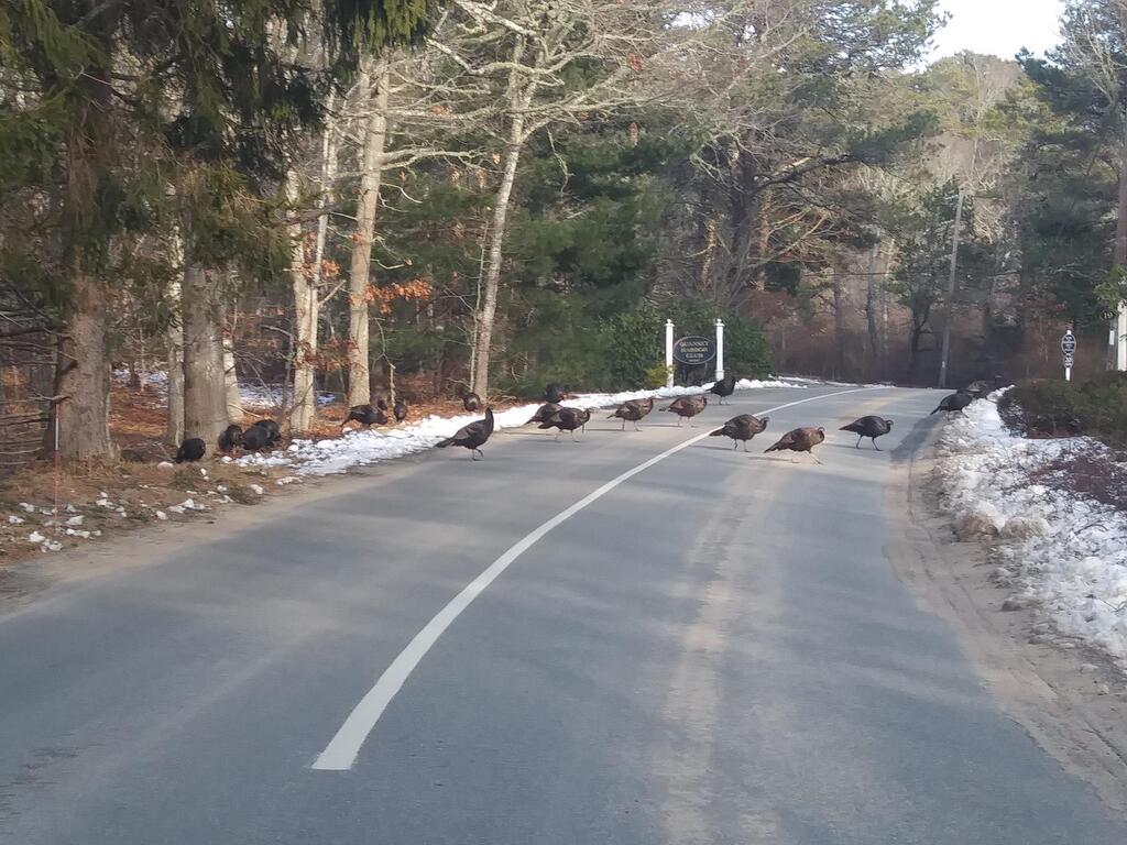 No description provided for: /2018/0119-qhc-turkeys/photo03.html