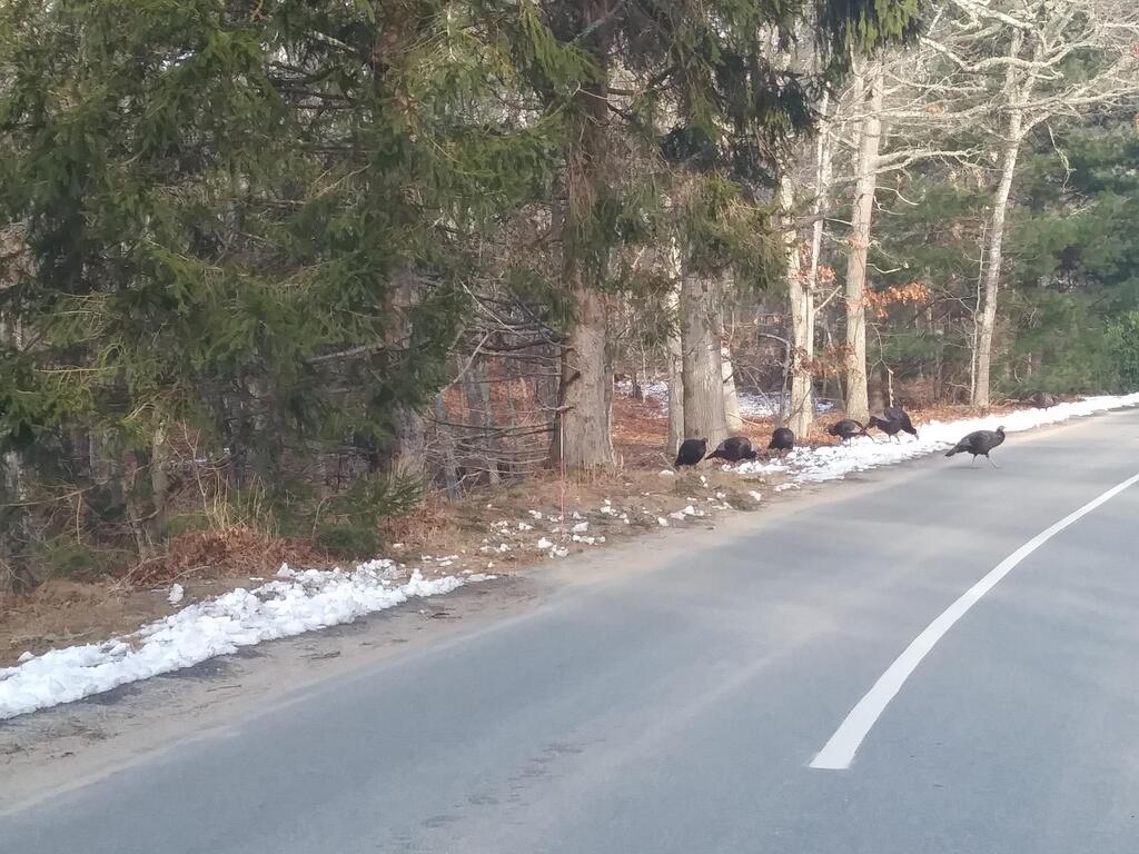 No description provided for: /2018/0119-qhc-turkeys/photo04.html