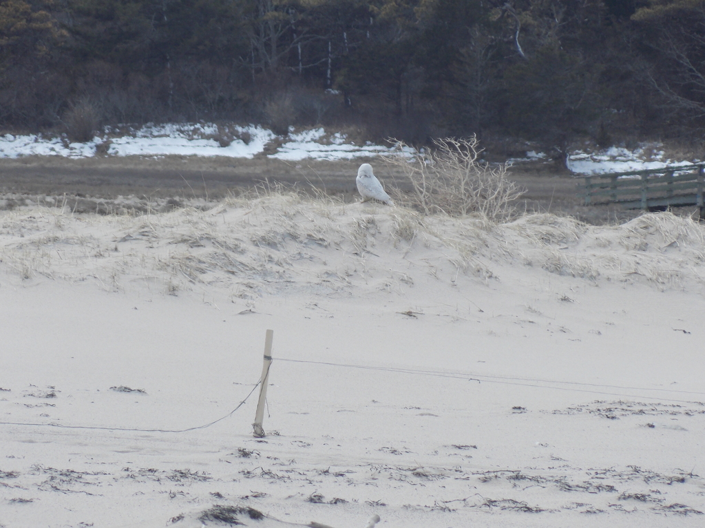 No description provided for: /2018/0320-nauset-storm-damage/photo10.html