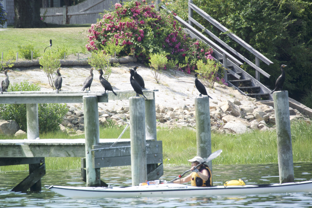 No description provided for: /2018/0714-ds-regatta-anton-dsc/_8/photo197.html