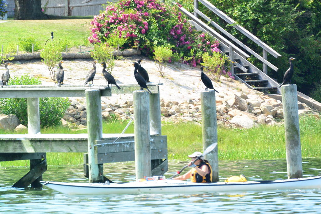 No description provided for: /2018/0714-ds-regatta-anton-dsc/_8/photo198.html