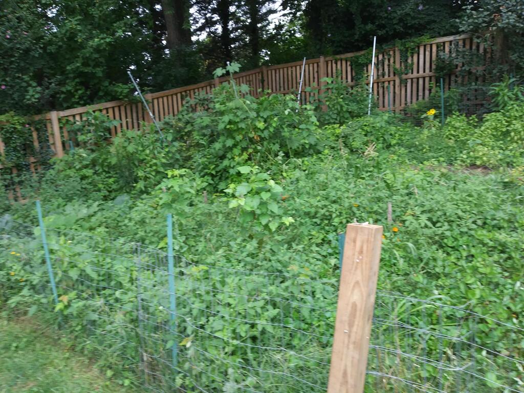 No description provided for: /2018/0820-erin-weeds/photo03.html