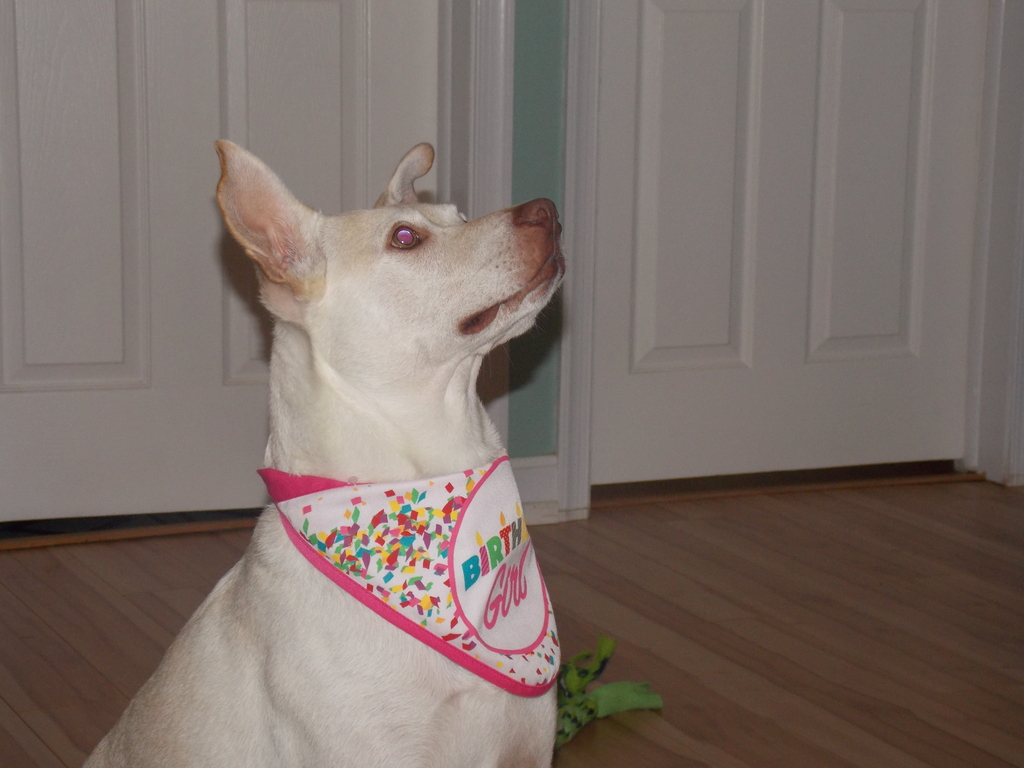 No description provided for: /2018/0930-lily-bday/photo07.html