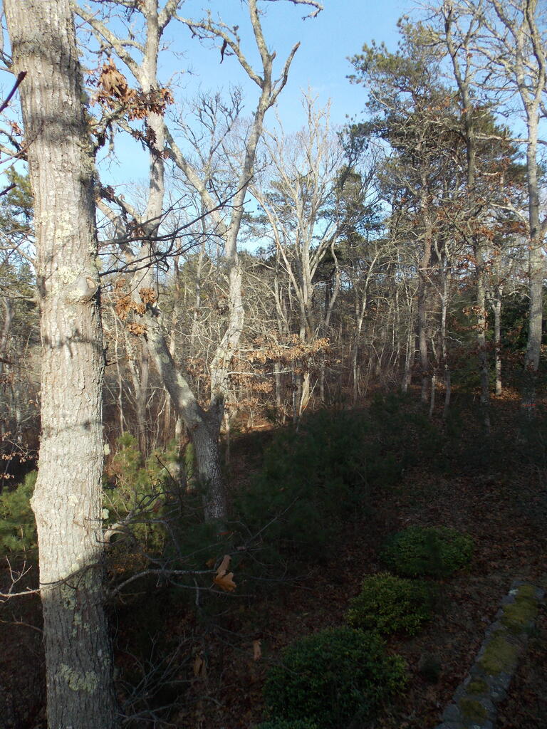 No description provided for: /2019/01-03/0102-marked-trees/photo01.html