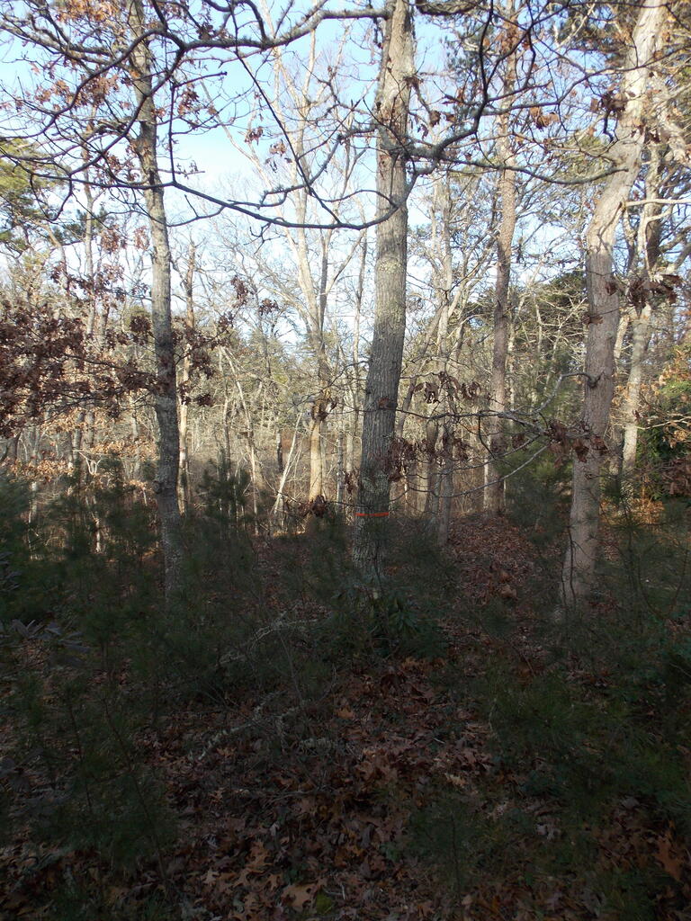 No description provided for: /2019/01-03/0102-marked-trees/photo02.html