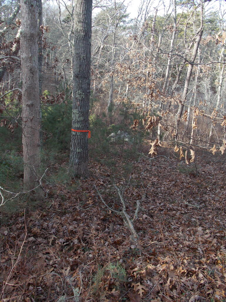 No description provided for: /2019/01-03/0102-marked-trees/photo03.html