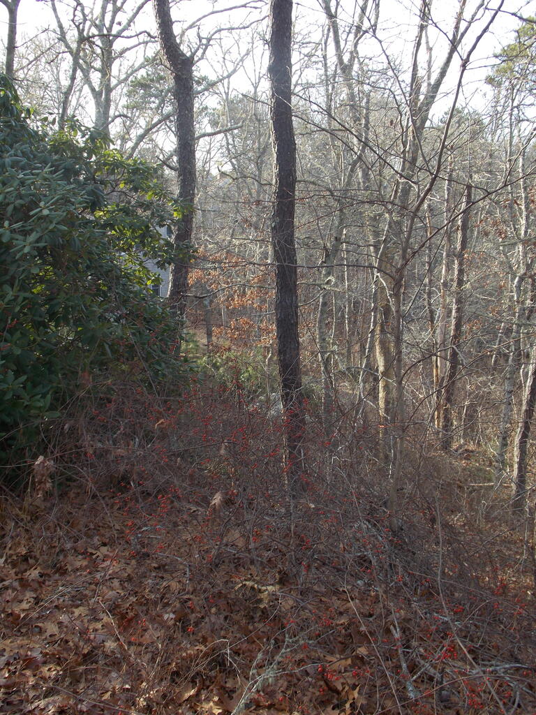 No description provided for: /2019/01-03/0102-marked-trees/photo05.html