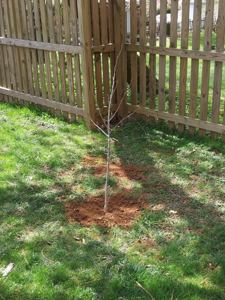 No description provided for: /2019/04-06/0415-erin-garden/photo01.html