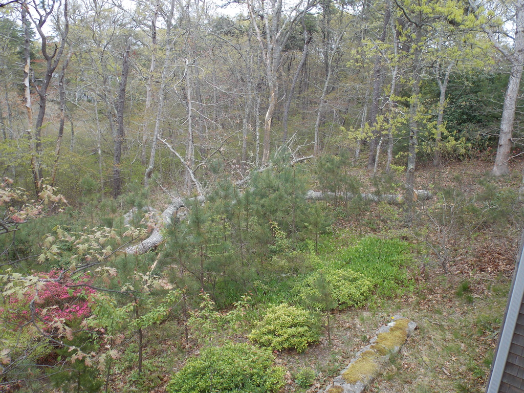 No description provided for: /2019/04-06/0523-trees-down/photo01.html