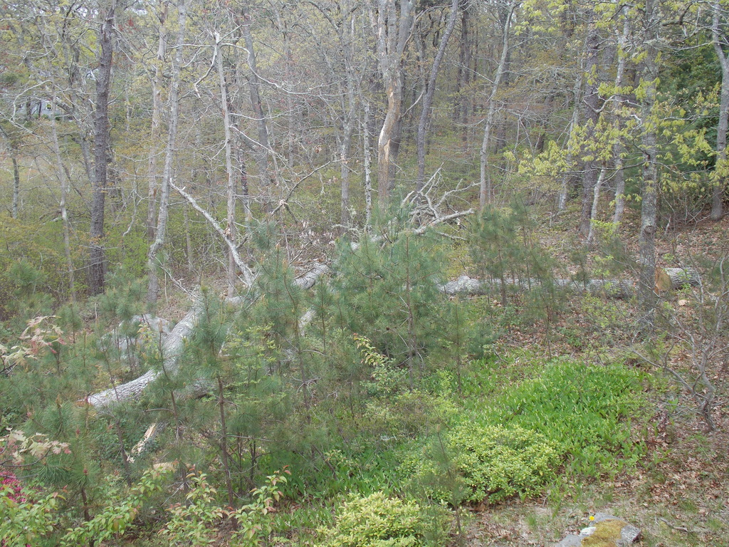 No description provided for: /2019/04-06/0523-trees-down/photo03.html