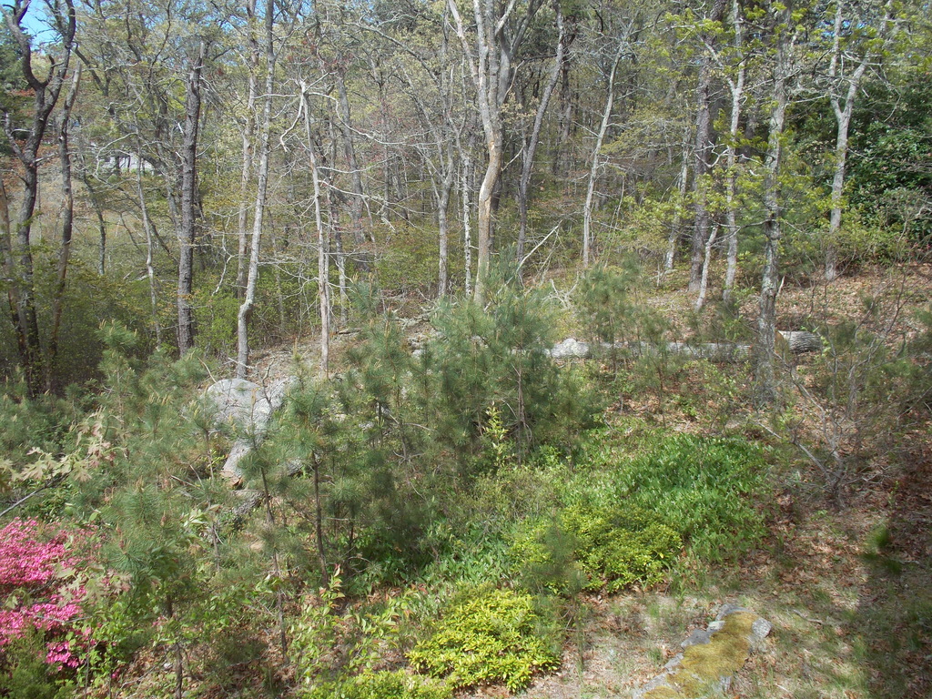 No description provided for: /2019/04-06/0524-tree-progress/photo02.html