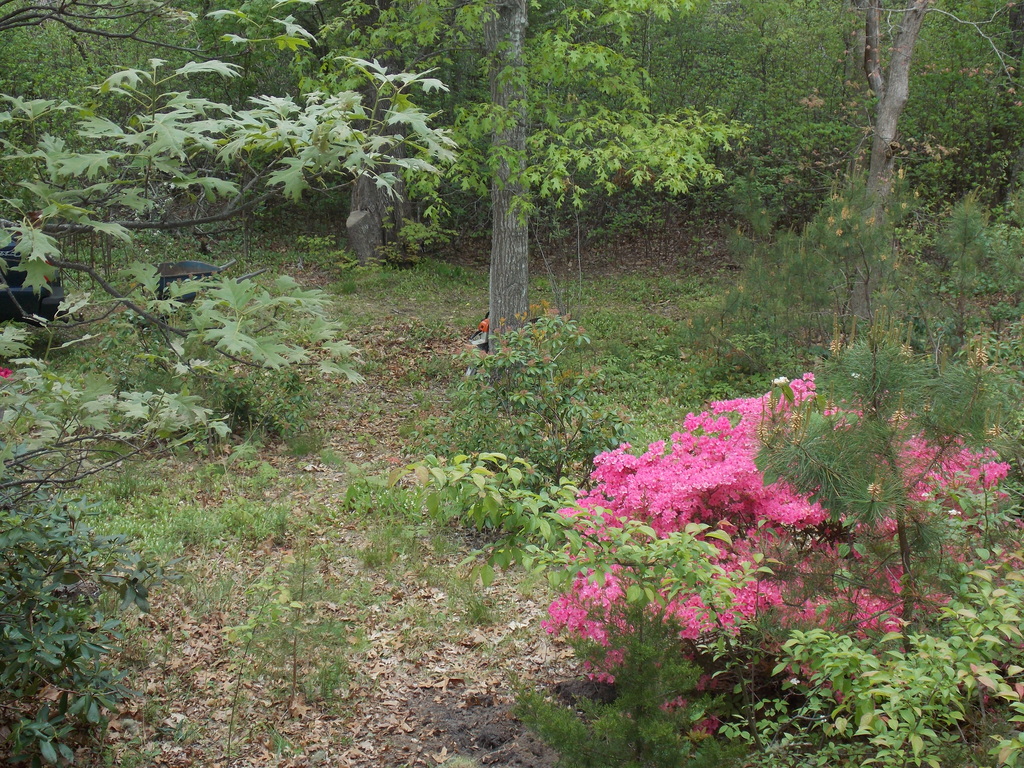 No description provided for: /2019/04-06/0601-holly-azalea-wood/photo02.html