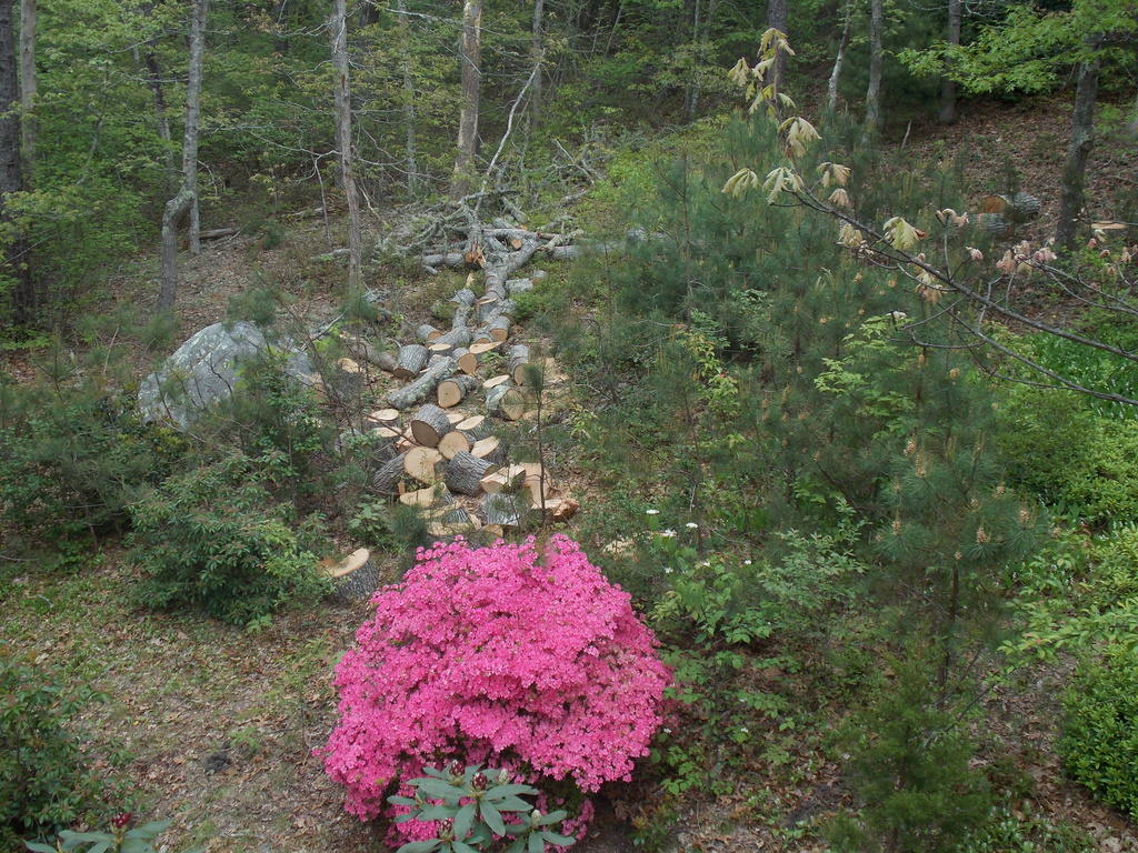 No description provided for: /2019/04-06/0601-holly-azalea-wood/photo03.html