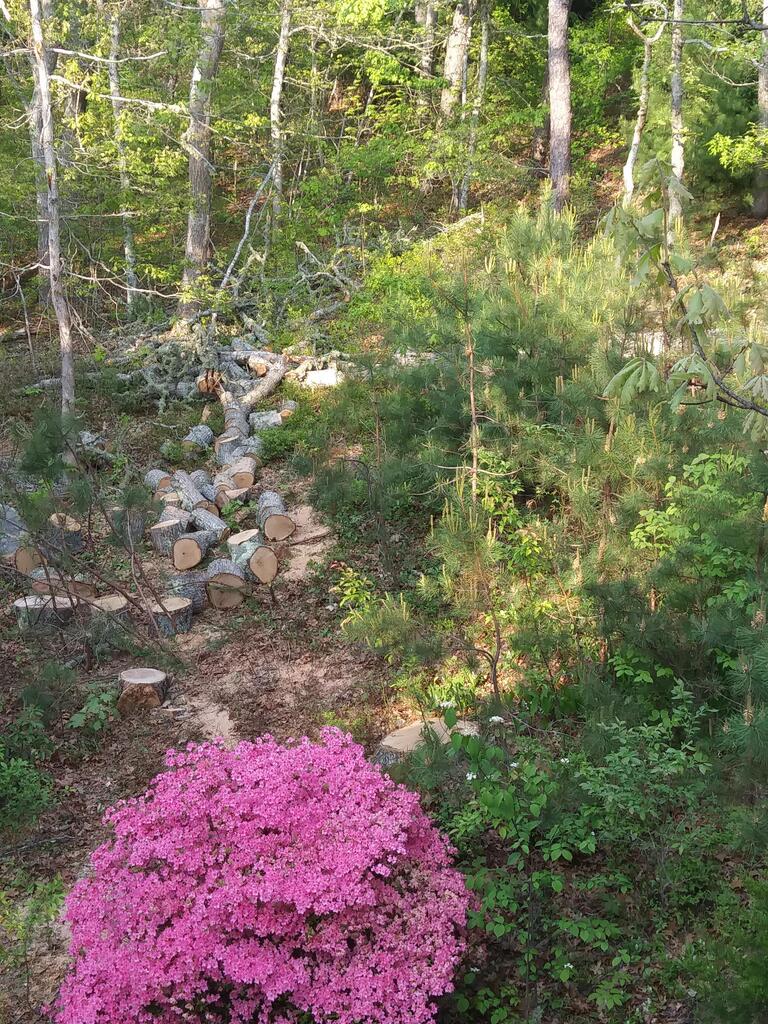 No description provided for: /2019/04-06/0602-azalea-wood-pile/photo01.html