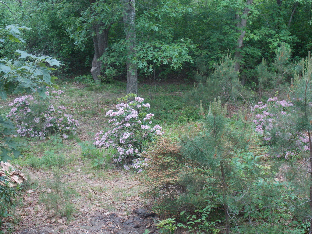 No description provided for: /2019/04-06/0616-laurel-wood-pile/photo03.html