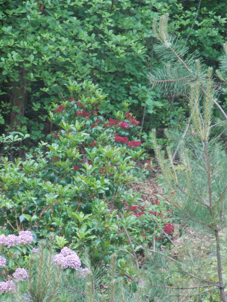 No description provided for: /2019/04-06/0616-laurel-wood-pile/photo04.html