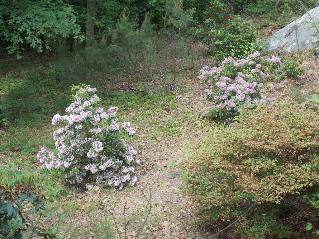 No description provided for: /2019/04-06/0617-laurel-bloom/photo01.html