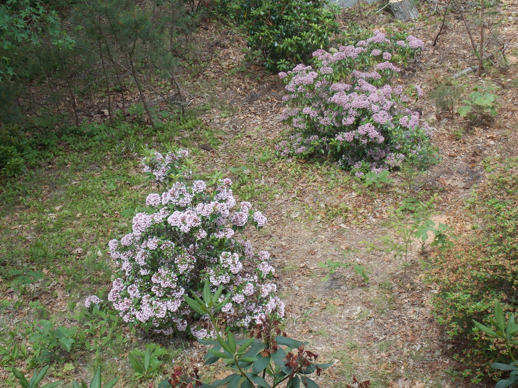 No description provided for: /2019/04-06/0617-laurel-bloom/photo02.html