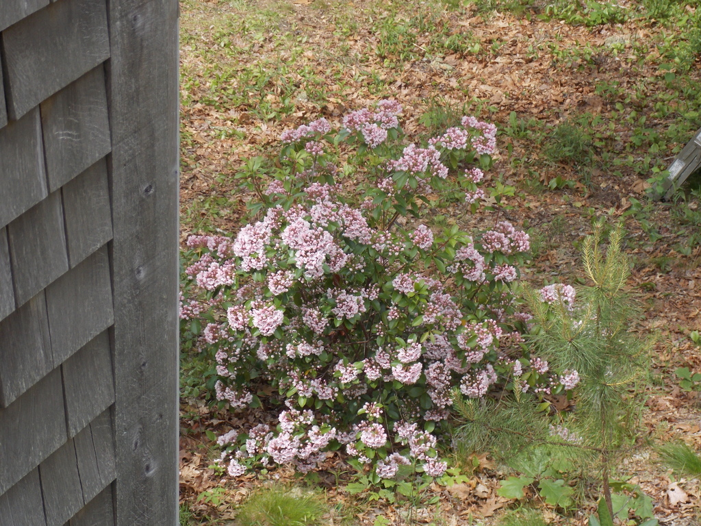 No description provided for: /2019/04-06/0617-laurel-bloom/photo03.html