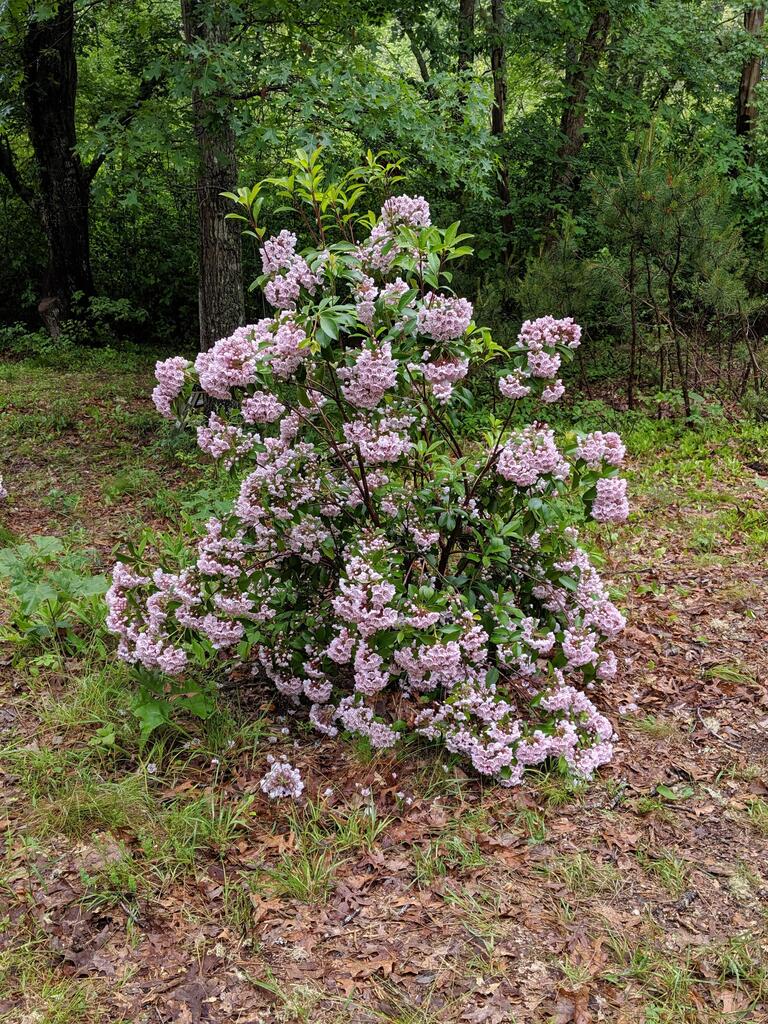 No description provided for: /2019/04-06/0619-laurel-bloom/photo01.html