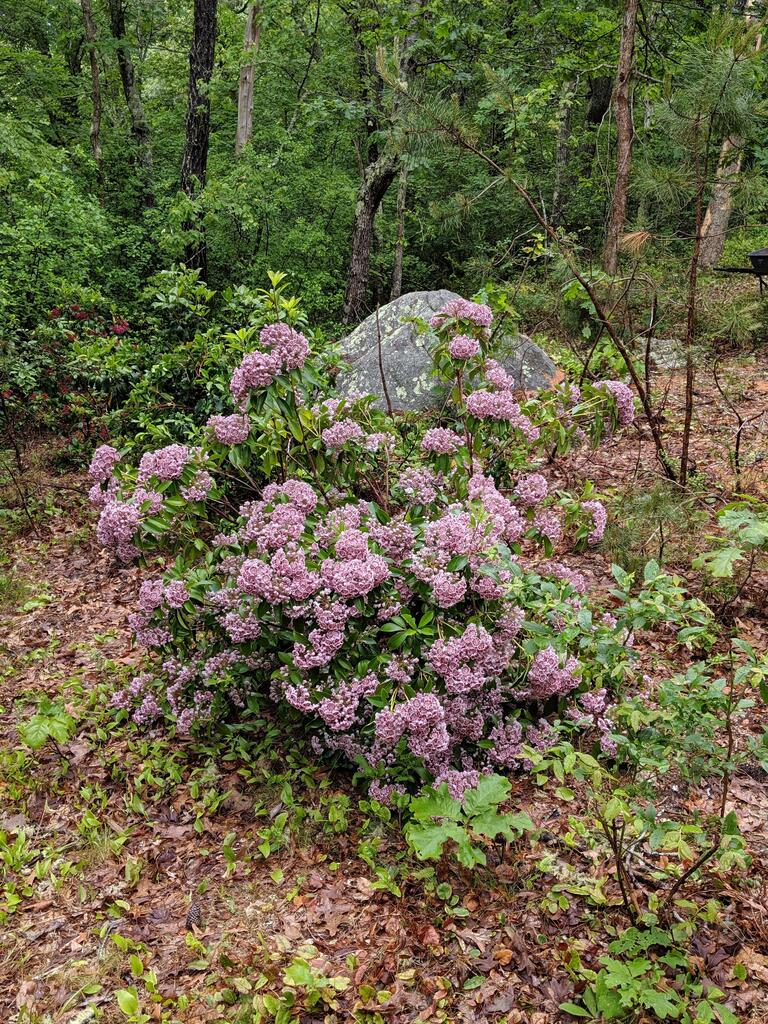 No description provided for: /2019/04-06/0619-laurel-bloom/photo02.html