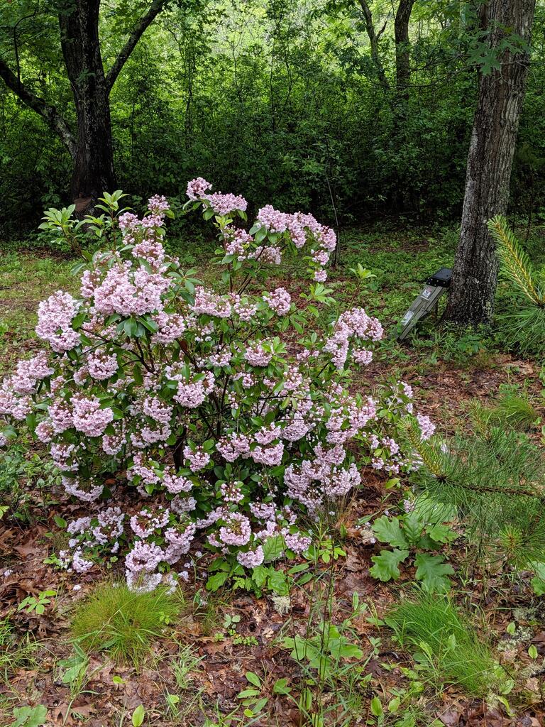 No description provided for: /2019/04-06/0619-laurel-bloom/photo03.html