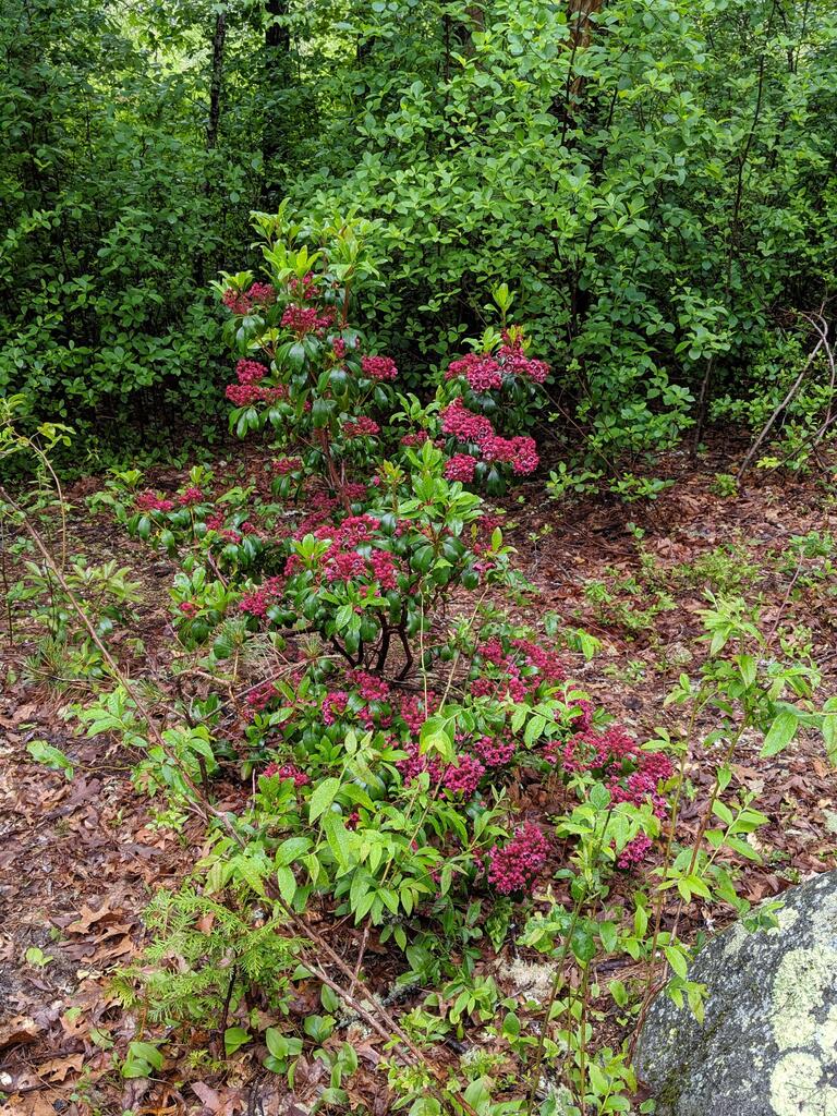 No description provided for: /2019/04-06/0619-laurel-bloom/photo04.html