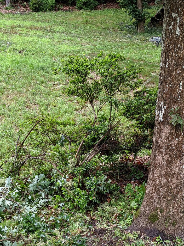 No description provided for: /2019/07-09/0723-tree-damage/photo02.html