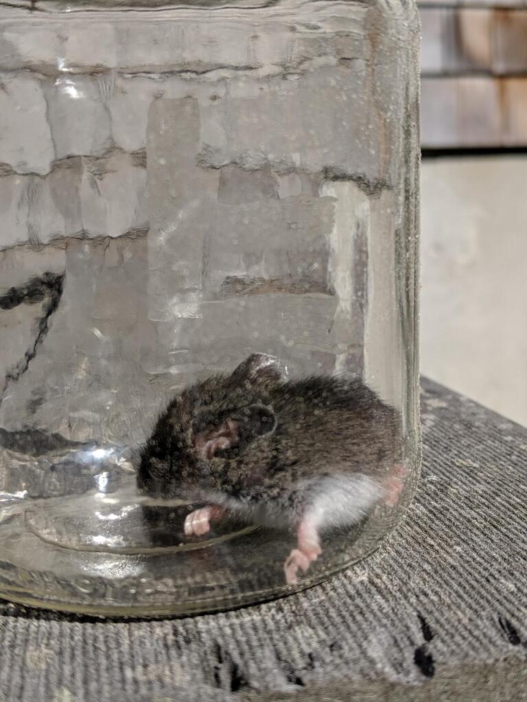 No description provided for: /2019/10-12/1005-baby-mouse/photo01.html