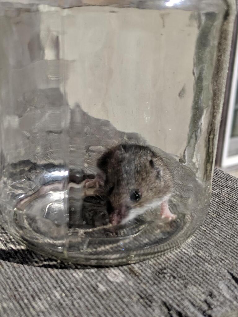 No description provided for: /2019/10-12/1005-baby-mouse/photo02.html