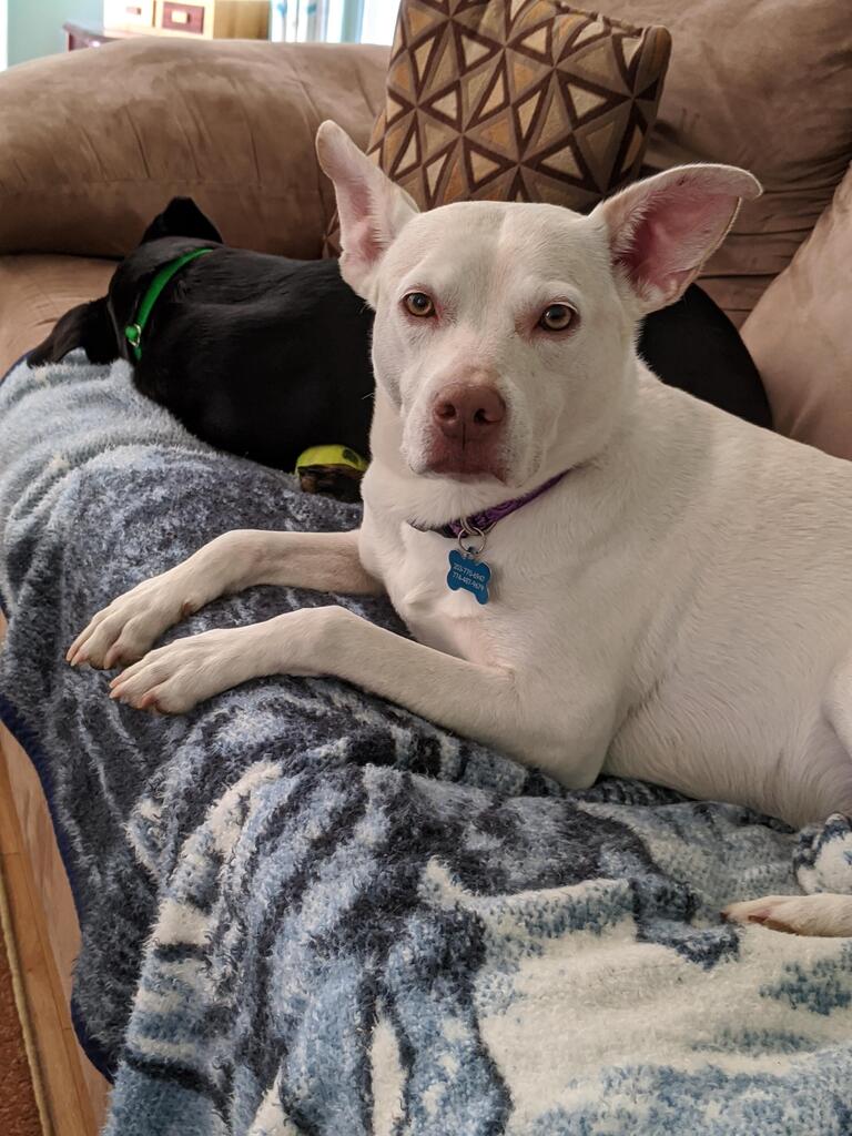 No description provided for: /2020/01-03/0217-tired-erin-pups/photo01.html